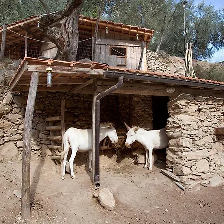Il Vecchio Ulivo Bed and breakfast *