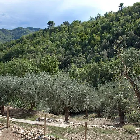 Il Vecchio Ulivo Onzo