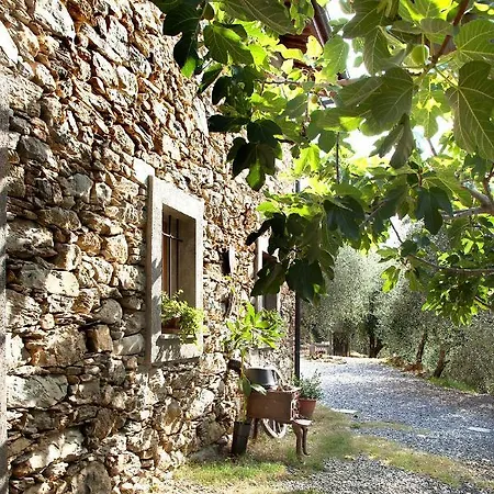 Il Vecchio Ulivo